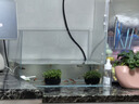 YEE超白鱼缸桌面客厅生态斗金鱼乌龟缸造景小型水草养鱼玻璃裸缸40cm 实拍图