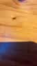 都市丽人内衣女浮雕新中式国风提花文胸无钢圈聚拢无痕裸感亲肤文胸罩 夜雾黑 L 【80ABC】推荐110-125斤 实拍图