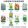 北蔬花种子大全四季开花太阳花室内室外植物向日葵花卉籽 10种花种子 实拍图