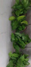 双盟 绿萝盆栽除甲醛花卉绿植办公室新房净化空气110款10盆装源头直发 实拍图