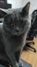 乐优派猫砂盆全封闭防外溅猫厕所猫大号猫屎盆猫沙盆猫便盆 抹茶绿 实拍图