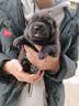 疯狂小狗牛肉香菇狗粮 营养双拼 比熊犬拉布拉多 冻干犬粮囤货装通用型 【鸡肉蓝莓】美毛明眸20斤 实拍图
