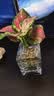 临雅水培福禄桐钱多多盆栽植物客厅桌面水养绿植吉利红四方瓶源头直发 实拍图