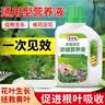 植物营养液通用型家用盆栽发财树富贵竹绿萝水培花卉绿植蔬菜肥料 通用营养液500ml×3瓶＋喷壶 实拍图