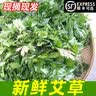 艾草新鲜食用蔬菜现摘清明草粑粑青团3斤顺丰艾叶新鲜艾草叶 【顺丰快递】 250g 实拍图