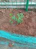 正宗四川红心猕猴桃树苗嫁接苗南方种植盆栽水果树苗弥猴桃苗果苗 (红阳)红心猕猴桃 4年苗 实拍图