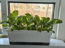 奥美优阳台种菜盆种菜专用箱蔬菜种植箱楼房花箱自吸水长花盆水培户外 实拍图
