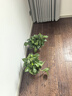 双盟绿萝盆栽除甲醛花卉绿植办公室新房净化空气180加仑4盆装源头直发 实拍图
