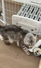 万颐猫粮毛发管理全价全期英短美短通用型鲜肉酶解猫干粮10kg 实拍图