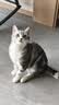 DSRAWMYT 猫梳子 梳毛刷 猫咪去浮毛猫毛清理器除毛针梳狗狗梳子宠物用品 实拍图