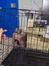 泽硕宁狗笼子大中小型犬狗窝带厕所折叠便携猫笼子超大号狗狗围栏宠物笼 黑色狗笼【加粗加固】赠厕所托盘 小型犬【8斤内】50*33*38 无毛边/无倒刺/不卡脚 实拍图