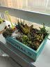 花艺萌多肉植物组合盆栽含盆含土创意diy拼盘花盆 小多肉仙人掌仙人球 大木盒（一路同行） 含盆 实拍图