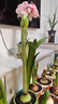 爱丽思（IRIS）爱丽思树脂波纹浮雕加厚花盆多肉绿萝植物塑料懒人家用花盆 8号浅米色 1个盆＋1个托【省心组合】 实拍图