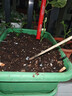 漫生活16L进口营养土通用型 种菜土养花土进口泥炭土椰糠花卉有机土壤 实拍图