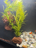 疯狂水草（FKSC）鱼缸造景专用真水草套餐净化水质懒人鱼缸水草植物直接入缸蜈蚣草 【火山石】水草新手入门3棵 实拍图