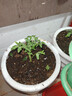 漫生活16L进口营养土通用型 种菜土养花土进口泥炭土椰糠花卉有机土壤 实拍图