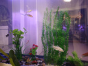 异景园鱼缸水族箱装饰仿真水草水族造景套餐假水草装饰塑料高款大水草绿 CH03-W吴淞草 实拍图