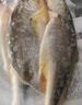 三都港 冷冻黄花鱼600g/2条装 宁德大黄鱼 深海鱼 生鲜 鱼类 海鲜水产 实拍图