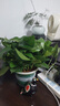 双盟绿萝盆栽除甲醛花卉绿植办公室新房净化空气180加仑1盆装源头直发 实拍图
