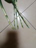 【富贵竹】广州发货水培植物好养懒人节节高供佛办公室内礼物七夕 富贵竹60cm5支 实拍图