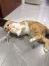 BNBNO猫咪悠悠球猫玩具自动逗猫棒自嗨解闷神器小猫消耗体力用品 实拍图