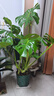 叹为观止大型植物发财树各种大颗盆栽开业乔迁客厅办公室内好养大型花卉 龟背竹【1-1.2米】 含盆 实拍图