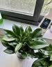 花翁金钻盆栽绿植物大盆绿萝除室内甲醛花卉水培办公净化空气源头直发 实拍图