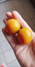 京鲜生 脆蜜金柑小糖豆 净重1斤 单果18g起 生鲜水果  实拍图
