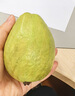 京觅福建红心芭乐 番石榴 应季 低糖孕妇水果 单果150g 净重3斤装 实拍图