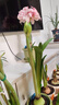爱丽思（IRIS）爱丽思树脂波纹浮雕加厚花盆多肉绿萝植物塑料懒人家用花盆 8号浅米色 1个盆＋1个托【省心组合】 实拍图