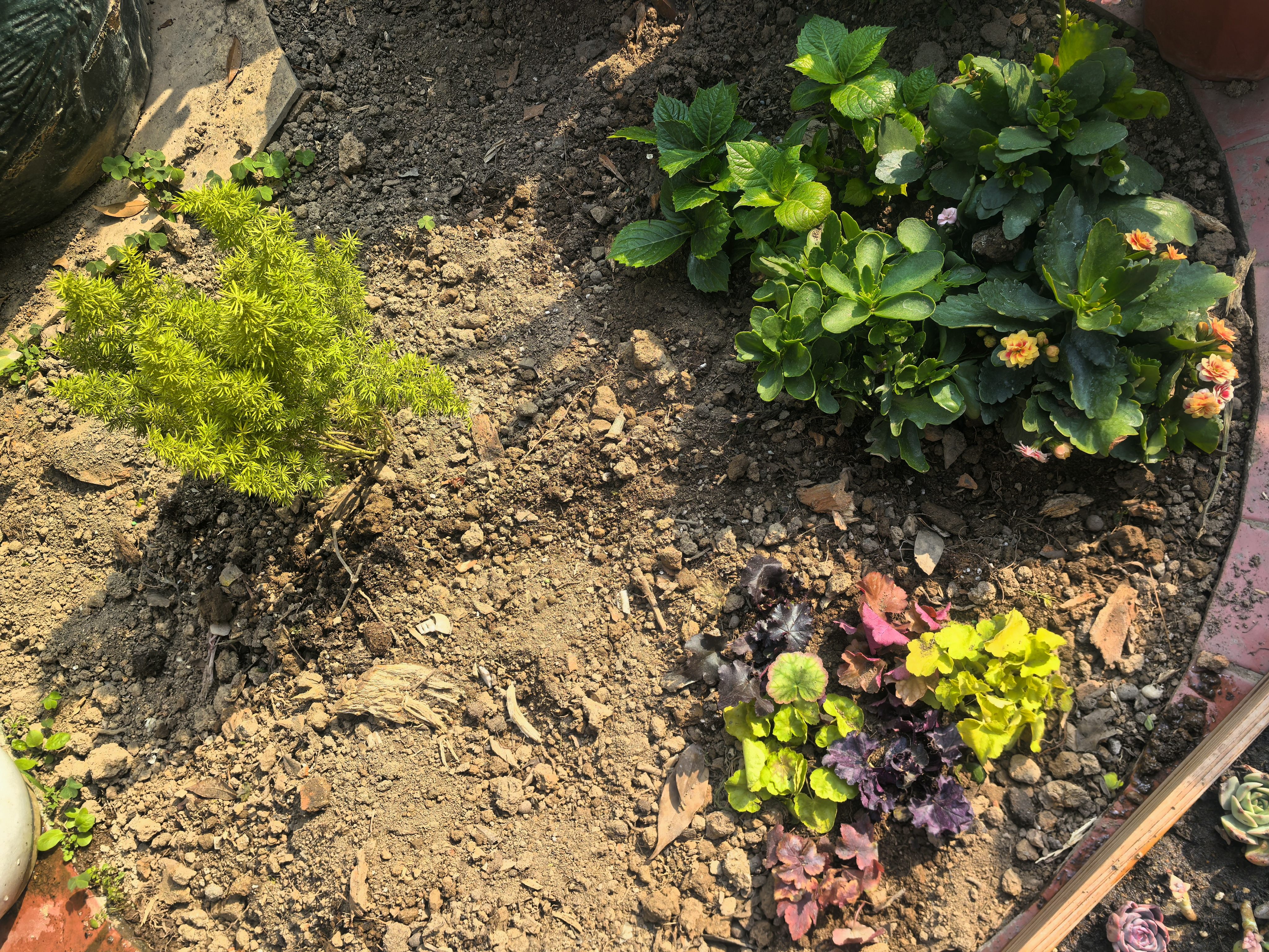 矾根花苗室外植物盆栽大苗耐寒庭院观叶组合草花小苗地栽绿植花卉 6色套餐 不含盆 实拍图