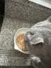 麦富迪 猫零食 猫咪湿粮肉粒包 猫咪恋混合装85g*12 实拍图