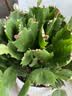 花翁新品蟹爪兰盆栽绿植花卉 紫色50-60颗+仿木桶盆源头直发 实拍图