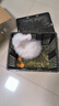 暮秋小主血统宠物兔垂耳兔活体大型安哥拉长毛迷你侏儒猫猫兔活物已做疫苗 网红大型安哥拉纯白幼兔 实拍图