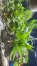 【京东物流】水草套餐 好养耐活真水草植物绿菊大叶绿九冠鱼缸 红绿搭配八杯水草（吸底杯）超值推荐 实拍图