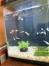 孔雀鱼天使鱼 纯种观赏鱼淡水好养热带小型观赏鱼 孔雀鱼12条送备损3条【发15条】 实拍图