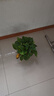 双盟绿萝盆栽除甲醛办公室新房净化空气180款白色吸水盆4盆源头直发 实拍图