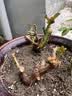 玫瑰花苗老桩绿植物盆栽月季蔷薇老根室内外阳台庭院特大花卉四季 39真宙（老桩苗四季开花） 实拍图