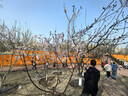 优衣库女装宽褶中裙/半身裙裙子479916 488364 488364/09黑色 L 实拍图