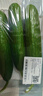 【水果菜】荷兰水果黄瓜约400g 实拍图