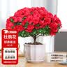 花翁杜鹃花盆栽四季开花带花苞过年花卉室内植物阳台鲜花绿植源头直发 实拍图
