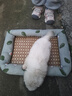 licheers猫狗窝凉席小型犬宠物猫咪睡垫夏季床垫泰迪中大型犬狗垫子 S号 实拍图