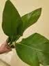 种花迷水培天堂鸟盆栽花卉植物室内客厅绿植面鹤望兰吸甲醛四季好养活 精品水培天堂鸟50-60厘米2棵【不含瓶】 实拍图