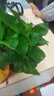 双盟绿萝盆栽除甲醛花卉绿植办公室新房净化空气180加仑2盆装源头直发 实拍图