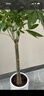 叹为观止大型植物发财树各种大颗盆栽开业乔迁客厅办公室内好养大型花卉 单杆发财树【1.1-1.3米】 不含盆 实拍图