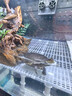 柏卡乐龟缸过滤器低水位乌龟缸吸粪吸便三合一净水循环过滤盒乌龟池专用 蓝3节-升级套餐【吸便+过滤+培菌】 实拍图
