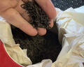 天福茗茶普洱茶 金芽普洱熟普熟茶特级150g礼盒装茶叶送礼毕业礼物 实拍图