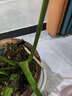 德沃多植物营养液通用型花肥料绿萝发财树富贵竹多肉月季水培绿植花卉肥 营养液2.5L一瓶 实拍图