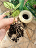 美乐棵 天南星科营养土养花花肥园艺种植土花土肥料盆栽绿植专用土壤8L 实拍图