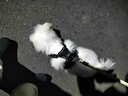 XCHO狗狗胸背带防挣脱爆冲胸背小型犬背心式透气工字型反光黑色XS码 实拍图
